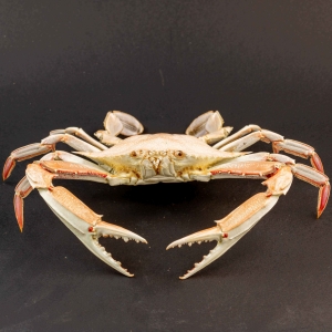 Portunus Sanguinolentus Granchio di Mare