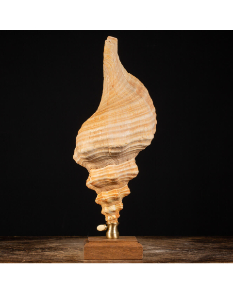 Conchiglia Tritone Gigante, Triplofusus Giganteus, montato su base ornamentale.