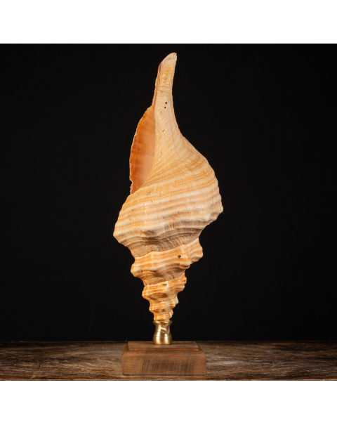 Conchiglia Tritone Gigante, Triplofusus Giganteus, montato su base ornamentale.