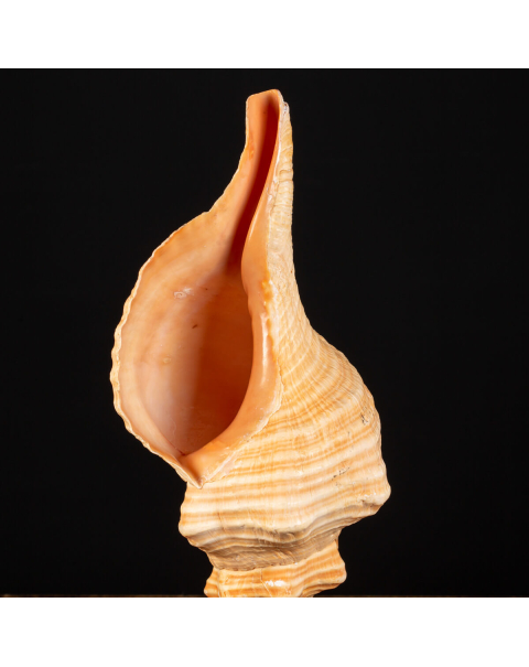 Conchiglia Tritone Gigante, Triplofusus Giganteus, montato su base ornamentale.