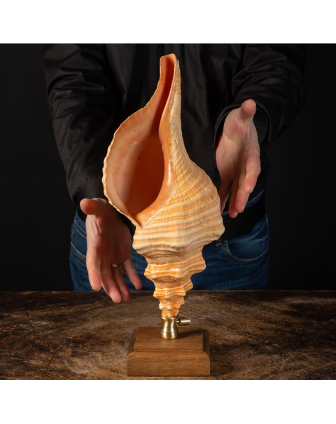 Conchiglia Tritone Gigante, Triplofusus Giganteus, montato su base ornamentale.