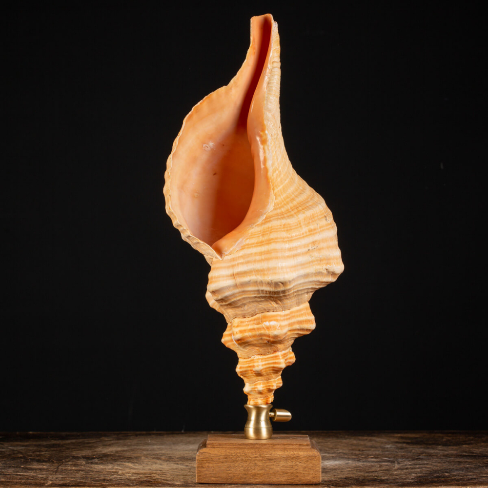 Conchiglia Tritone Gigante, Triplofusus Giganteus, montato su base ornamentale.