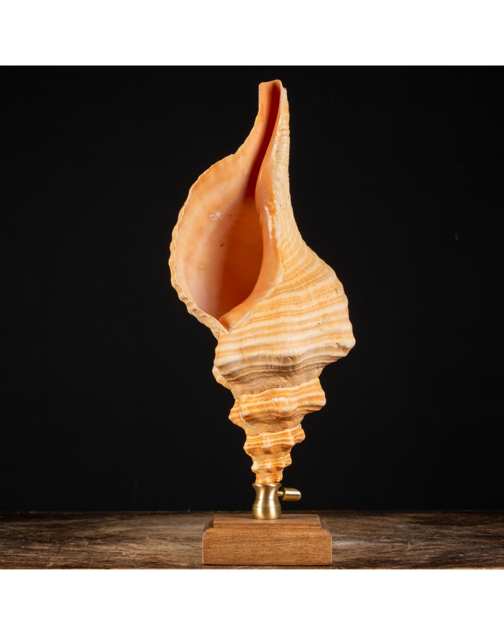 Conchiglia Tritone Gigante, Triplofusus Giganteus, montato su base ornamentale.