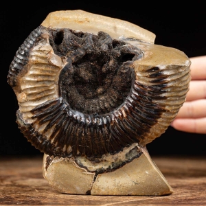 Ammonite Fossile in Nodulo di  Septaria