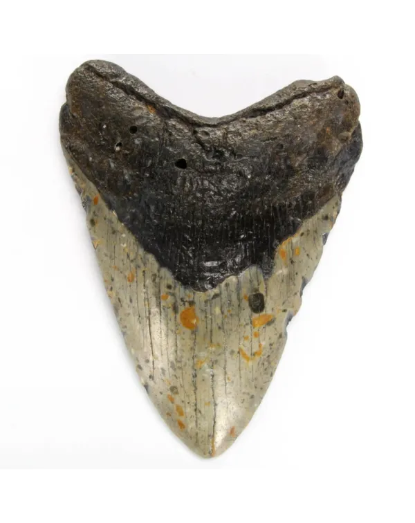 Dente di Megalodonte