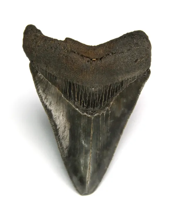 Dente di Megalodonte