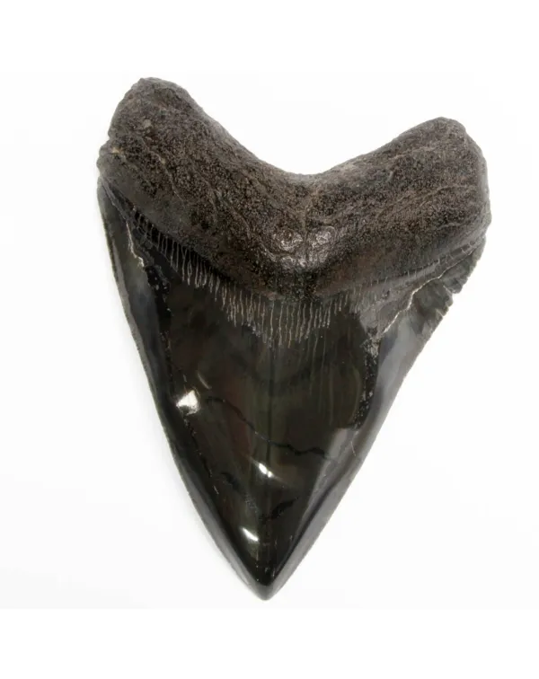 Dente di Megalodonte