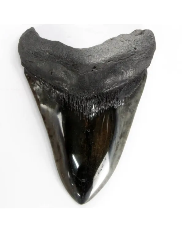 Dente di Megalodonte