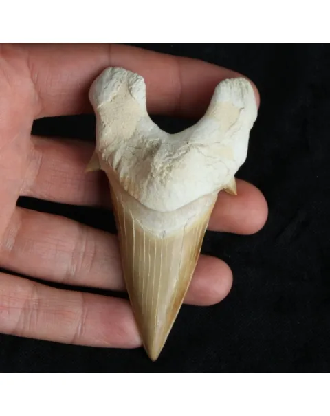Dente di Squalo estinto - Otodus