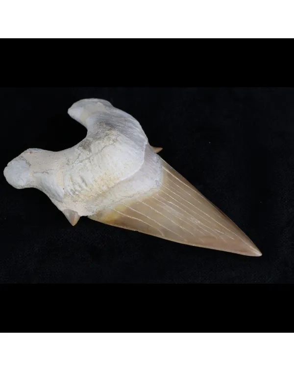 Dente di Squalo estinto - Otodus