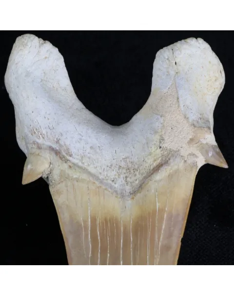 Dente di Squalo estinto - Otodus