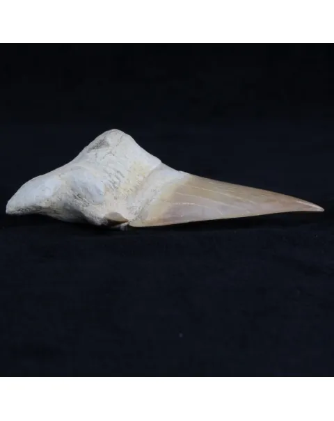 Dente di Squalo estinto - Otodus