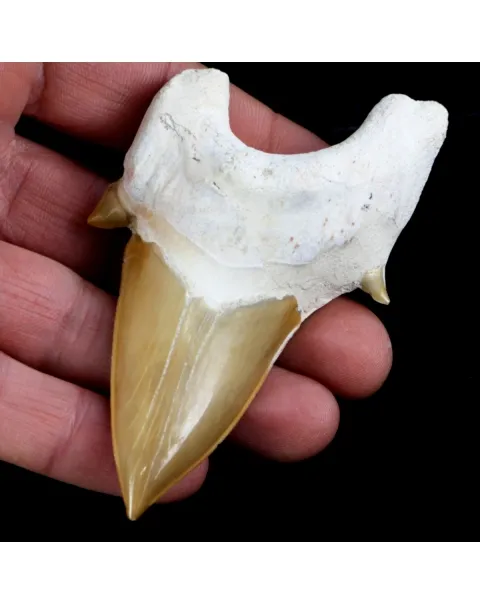Dente di Squalo estinto - Otodus 