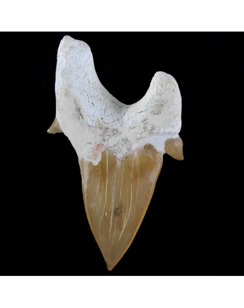 Dente di Squalo estinto - Otodus 