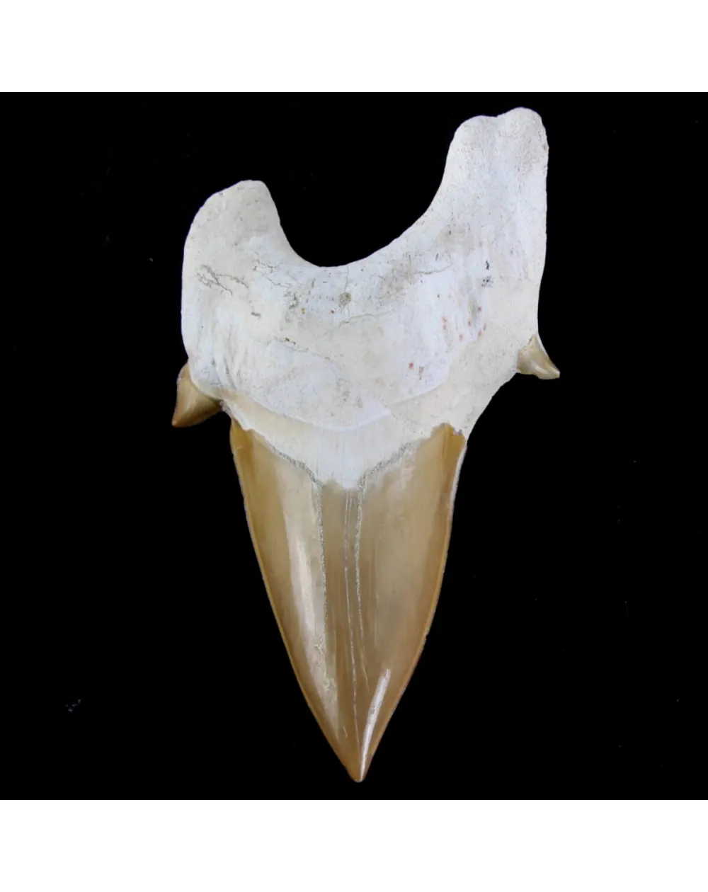 Dente di Squalo estinto - Otodus 