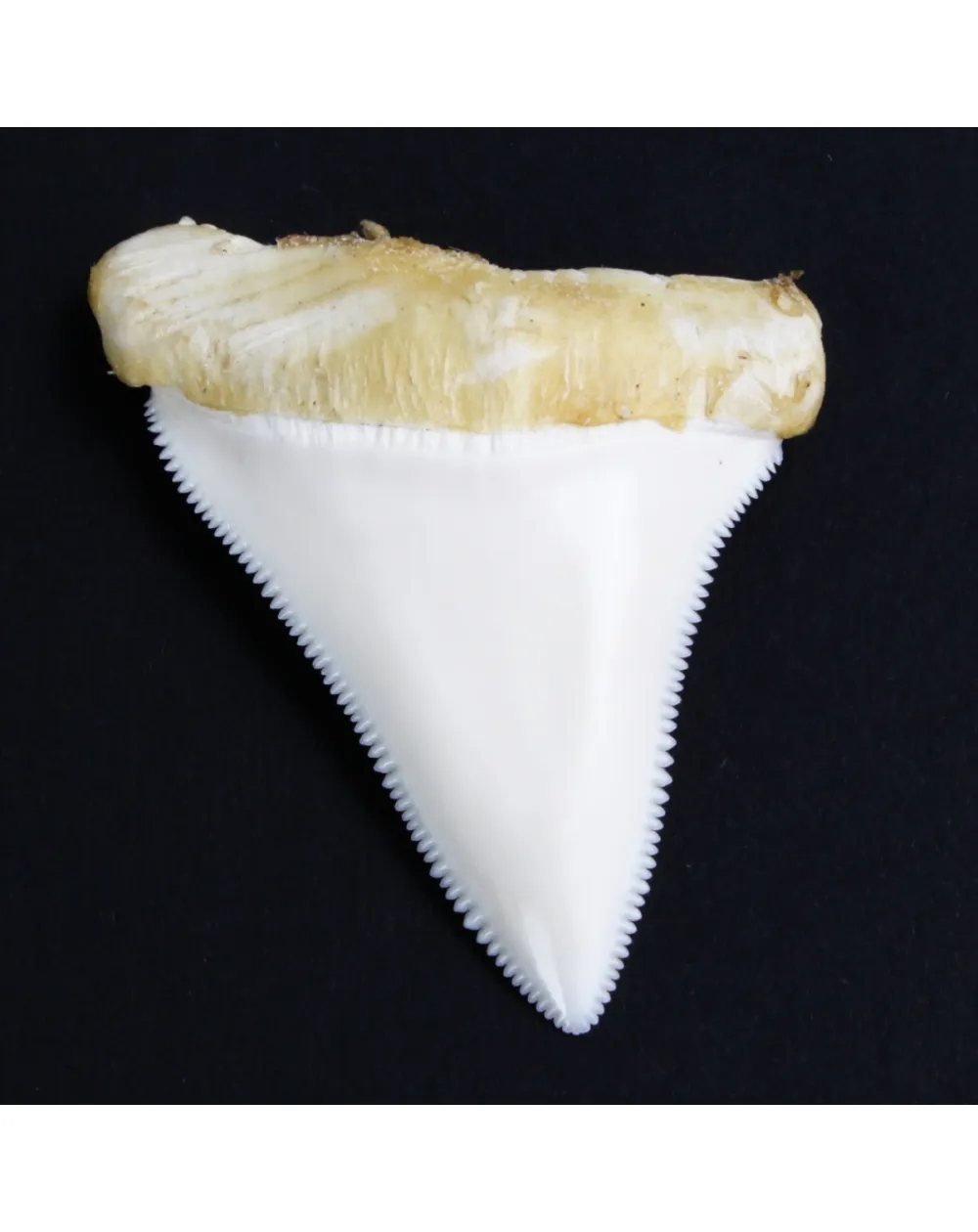 Dente di Squalo Bianco