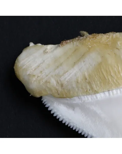 Dente di Squalo Bianco