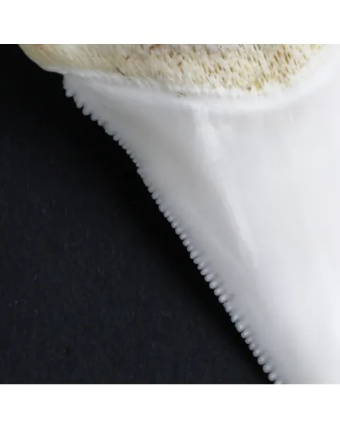 Dente di Squalo Bianco