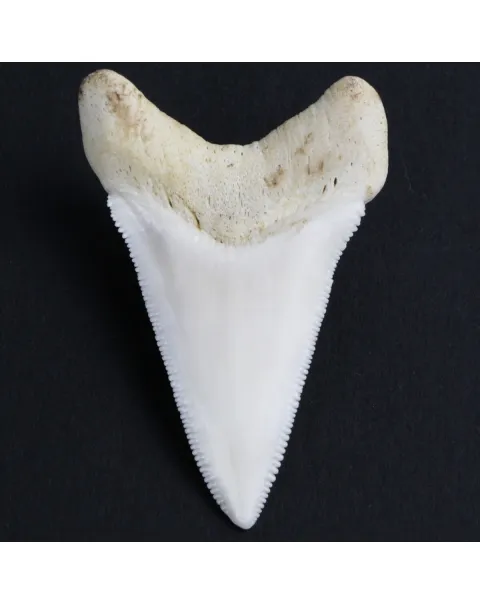 Dente di Squalo Bianco