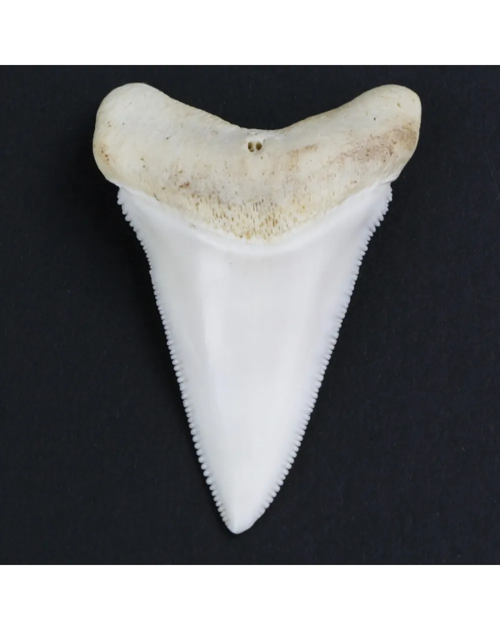 Dente di Squalo Bianco