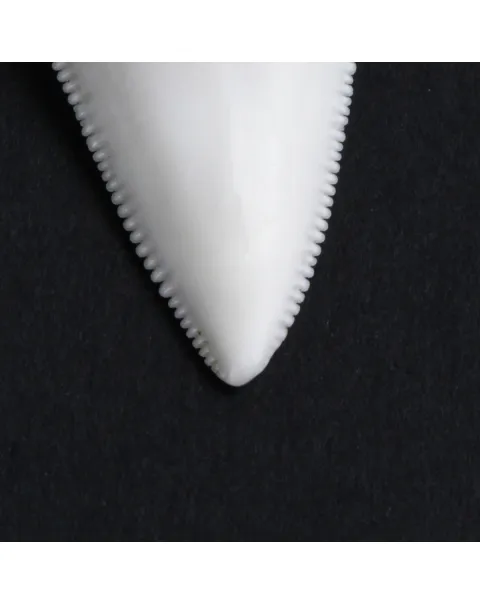 Dente di Squalo Bianco