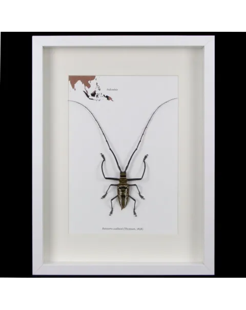 Batocera wallacei