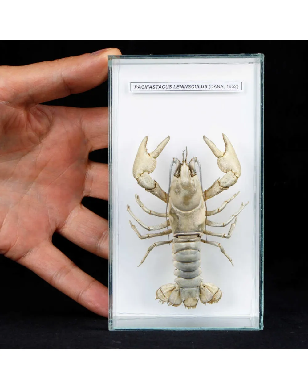 Pacifastacus Leniusculus