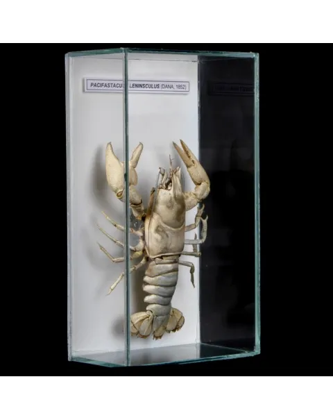 Pacifastacus Leniusculus