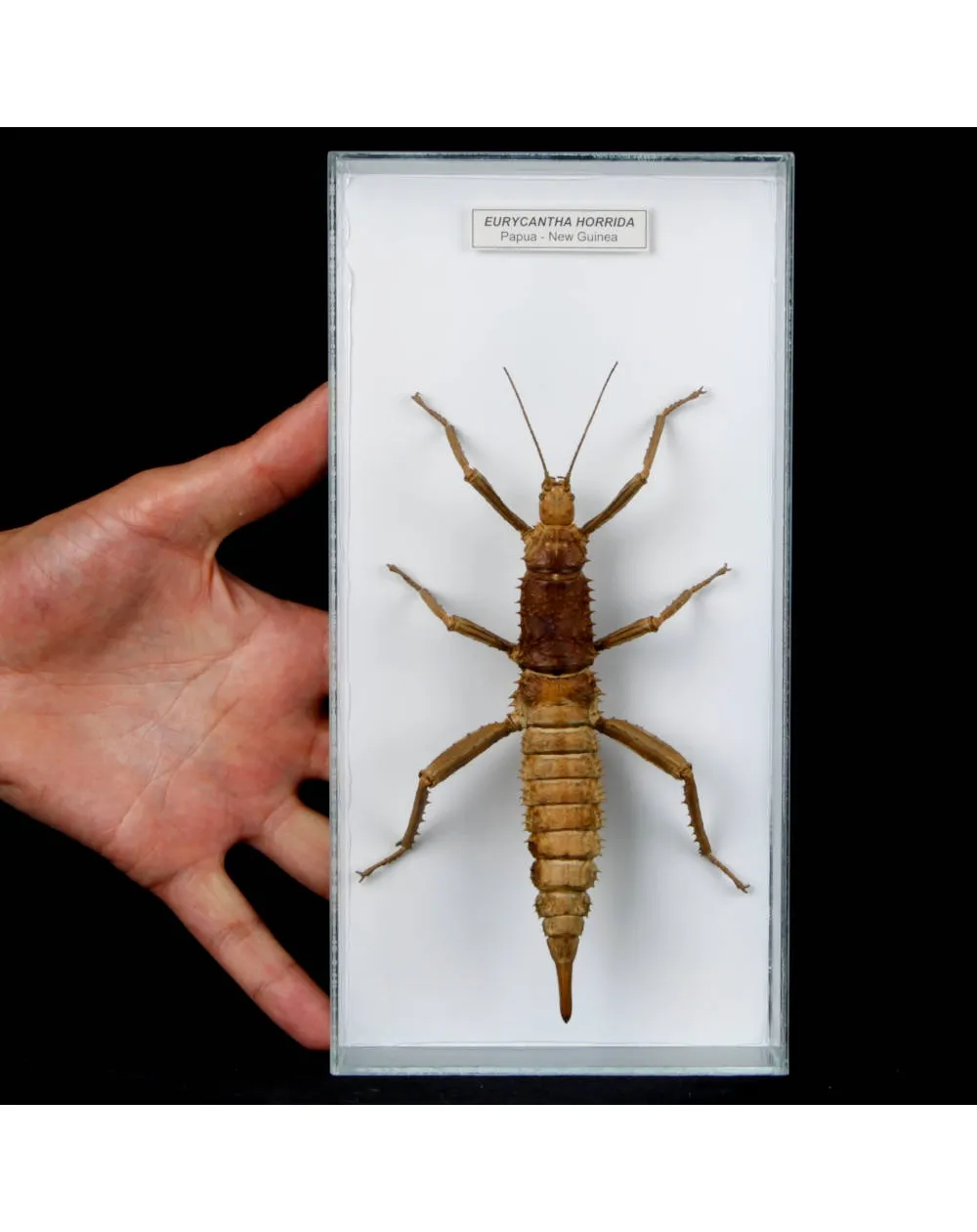 Eurycantha horrida