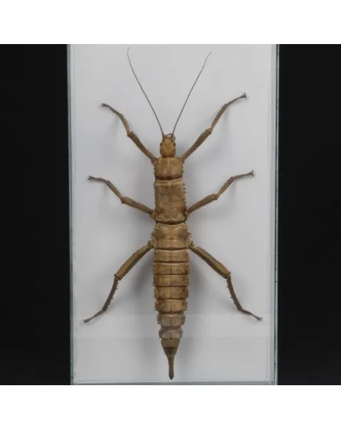 Eurycantha horrida