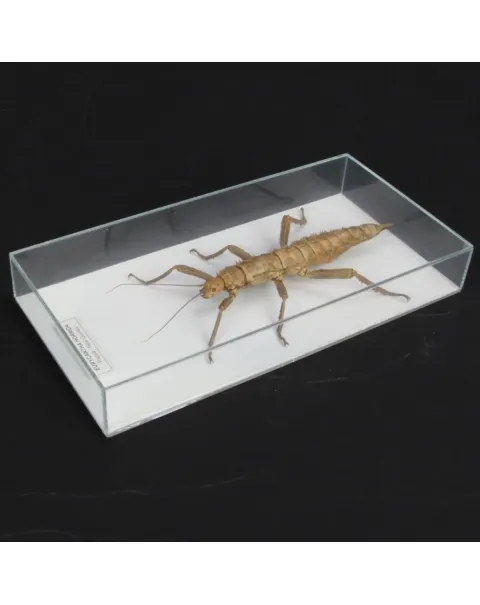 Eurycantha horrida