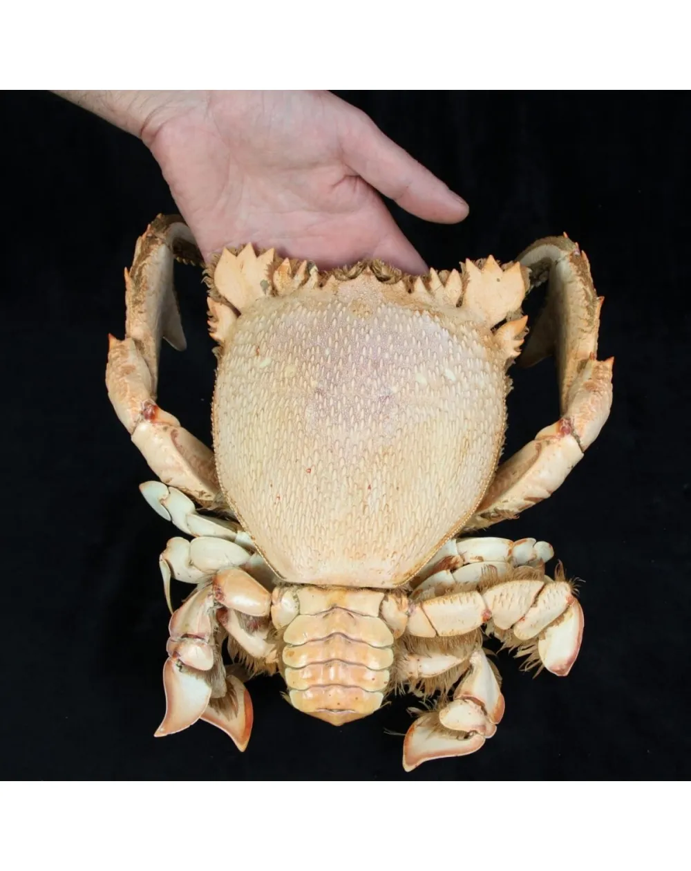 Ranina ranina