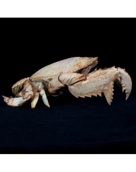 Ranina ranina