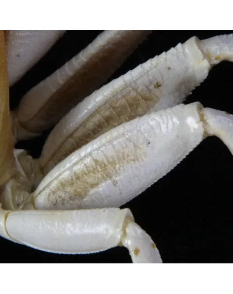 Ocypode Ceratophthalma