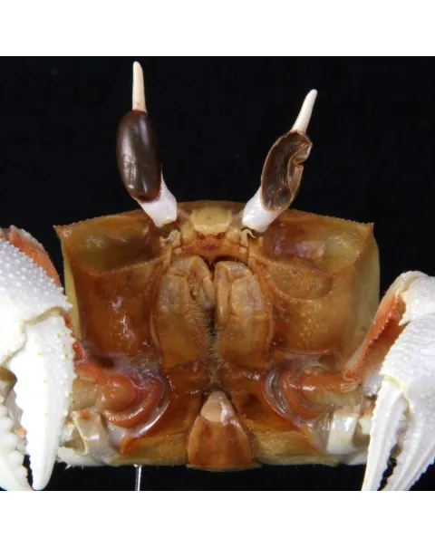 Ocypode Ceratophthalma