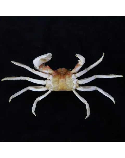 Ocypode Ceratophthalma