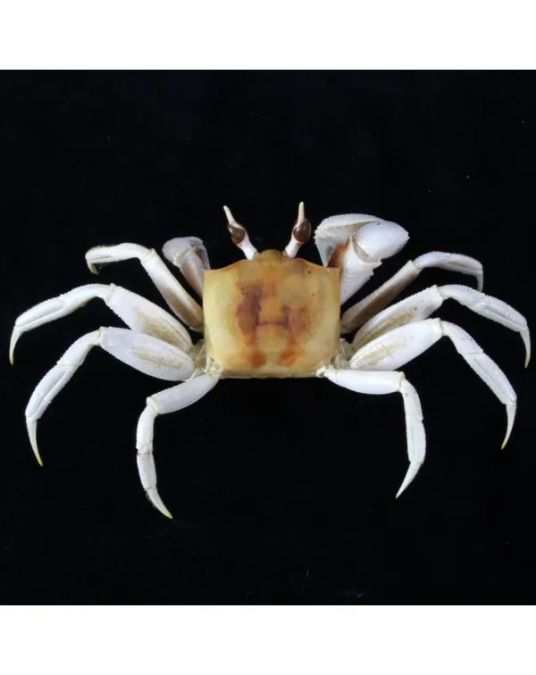 Ocypode Ceratophthalma