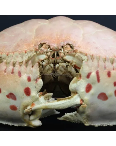 Calappa Granulata