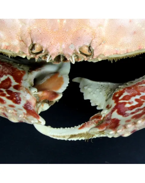 Calappa Granulata