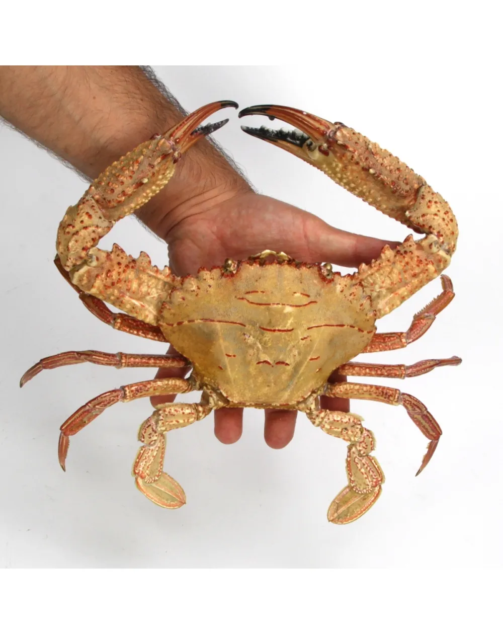 Charybdis natator