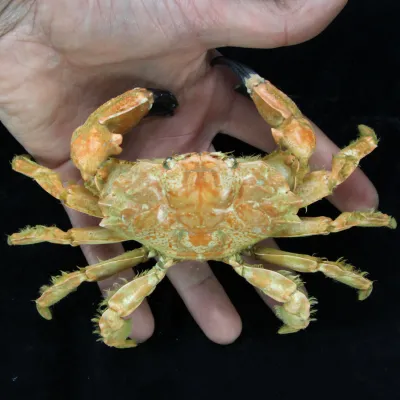 Lophozozymus bertonciniae