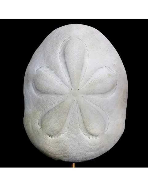 Clypeasteridae, Sand Dollar