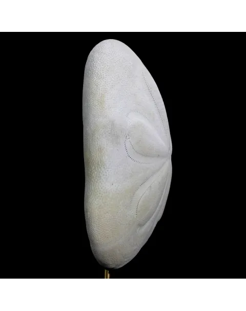 Clypeasteridae, Sand Dollar