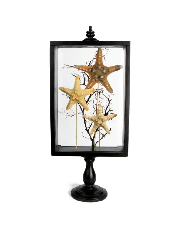 Stelle marine Corazzate in teca