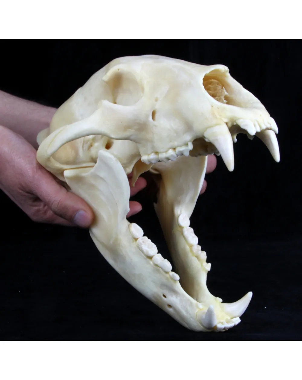 Teschio di Orso Nero Americano
