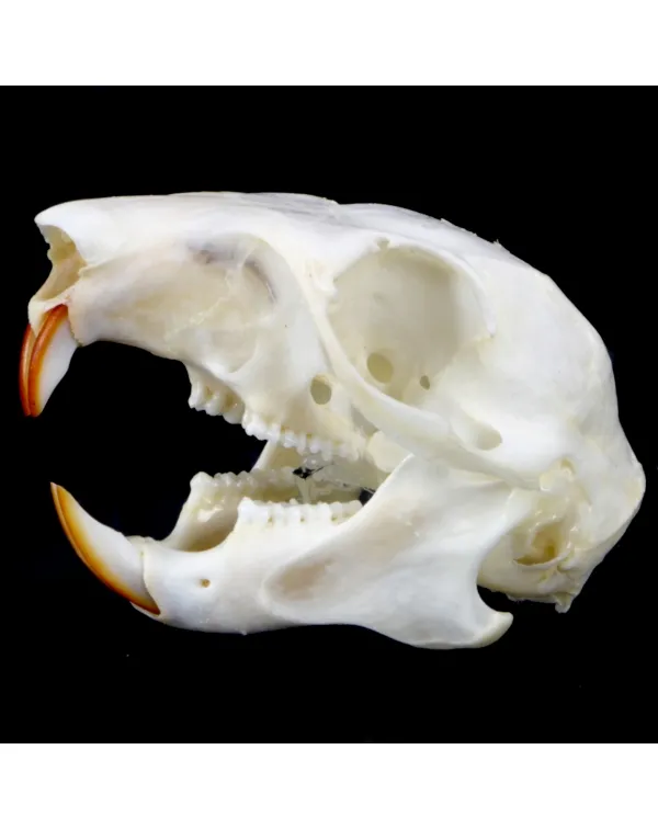 Teschio di scoiattolo - Sciurus Vulgaris