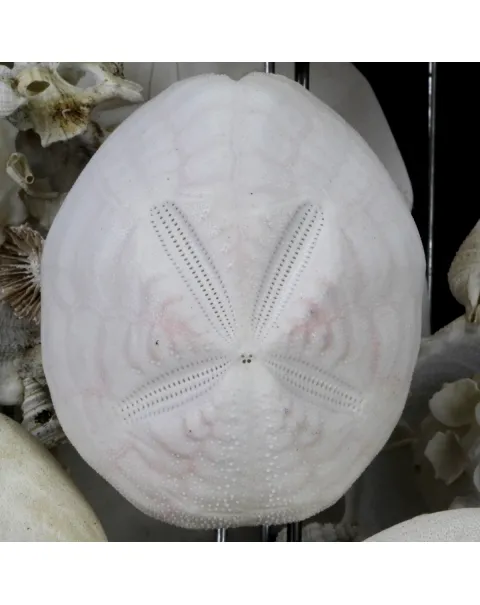 Sand Dollars e Conchiglie sotto Campana di Vetro
