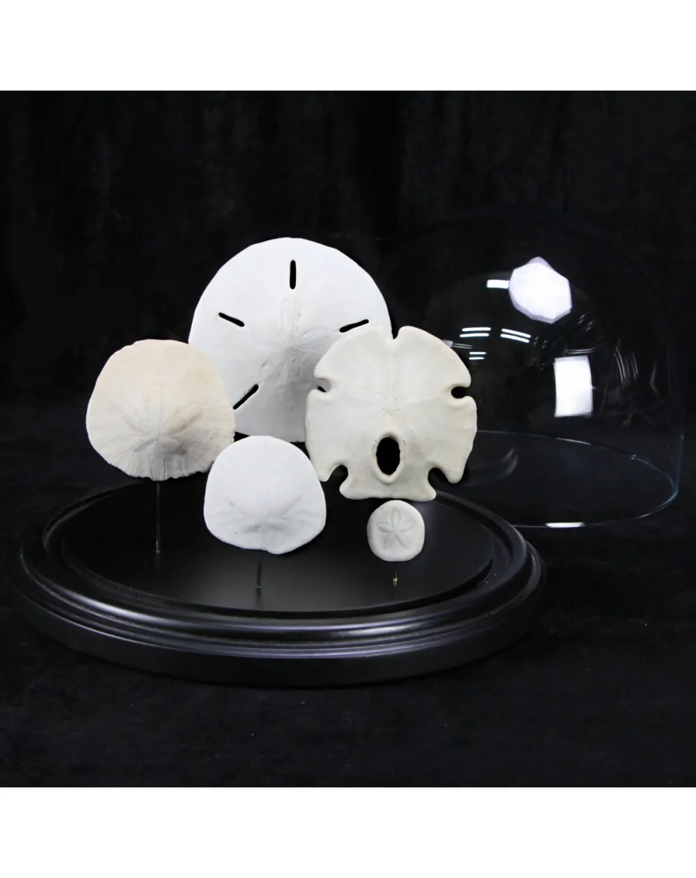 Sand Dollars  sotto Campana di Vetro