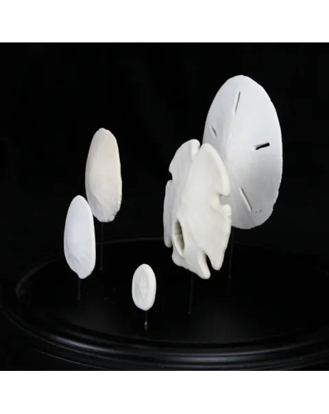Sand Dollars  sotto Campana di Vetro