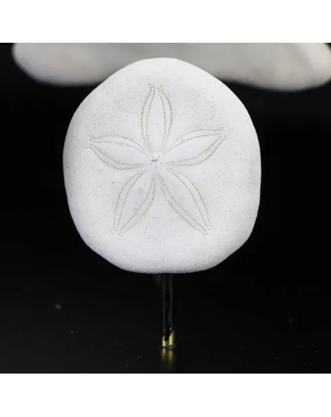 Sand Dollars  sotto Campana di Vetro